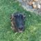 Zadie