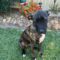 Zadie