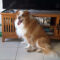Rommy