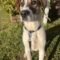 Baxter