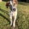 Baxter