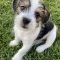 Snoopy