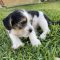 Snoopy