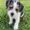 Snoopy