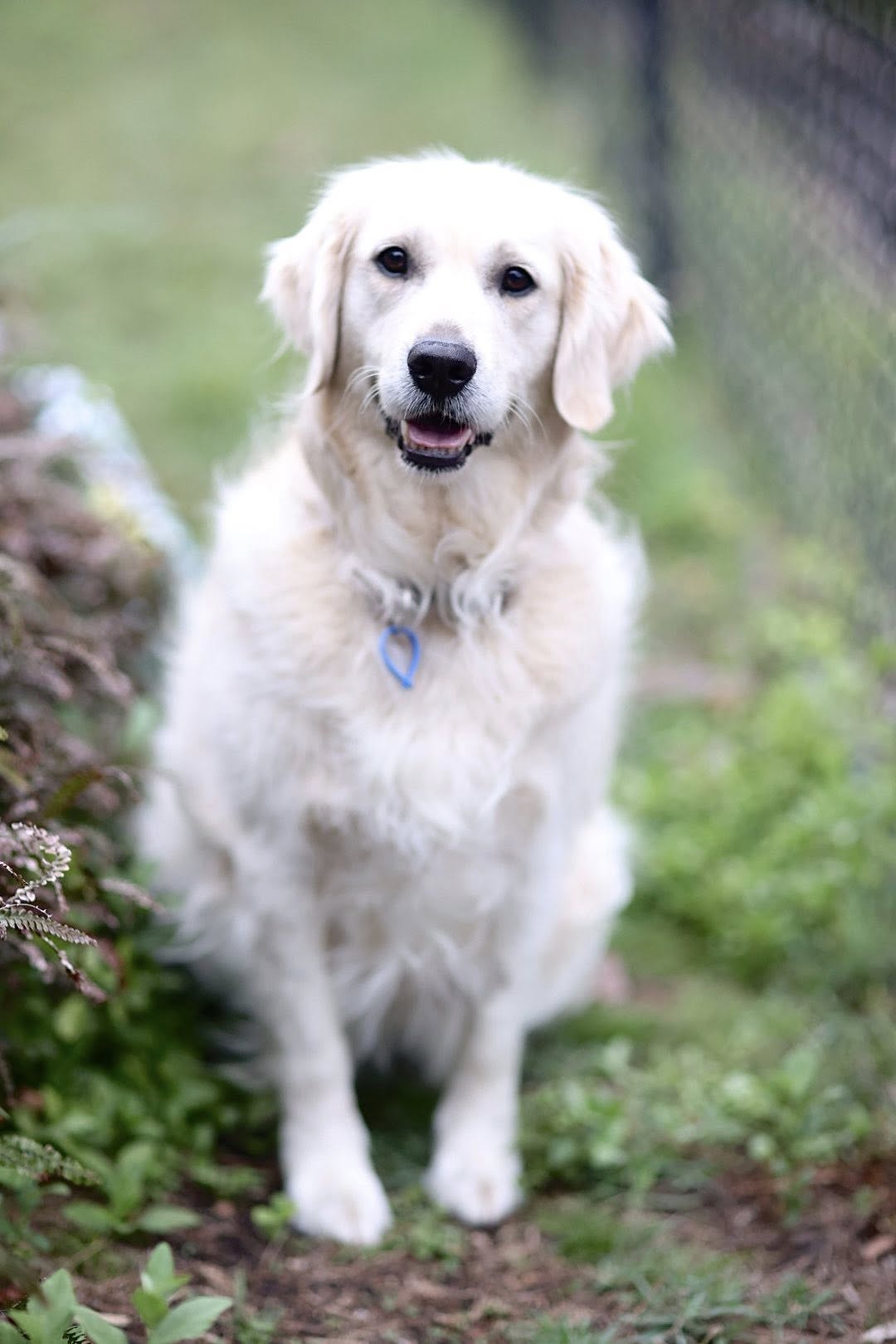 Bindi – Lucky Paws Dog Rescue Inc
