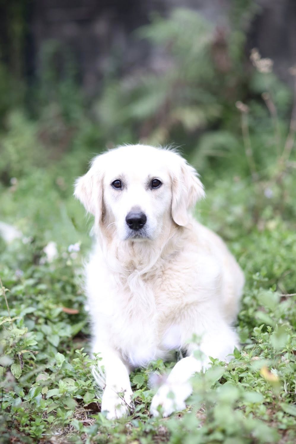 Bindi – Lucky Paws Dog Rescue Inc