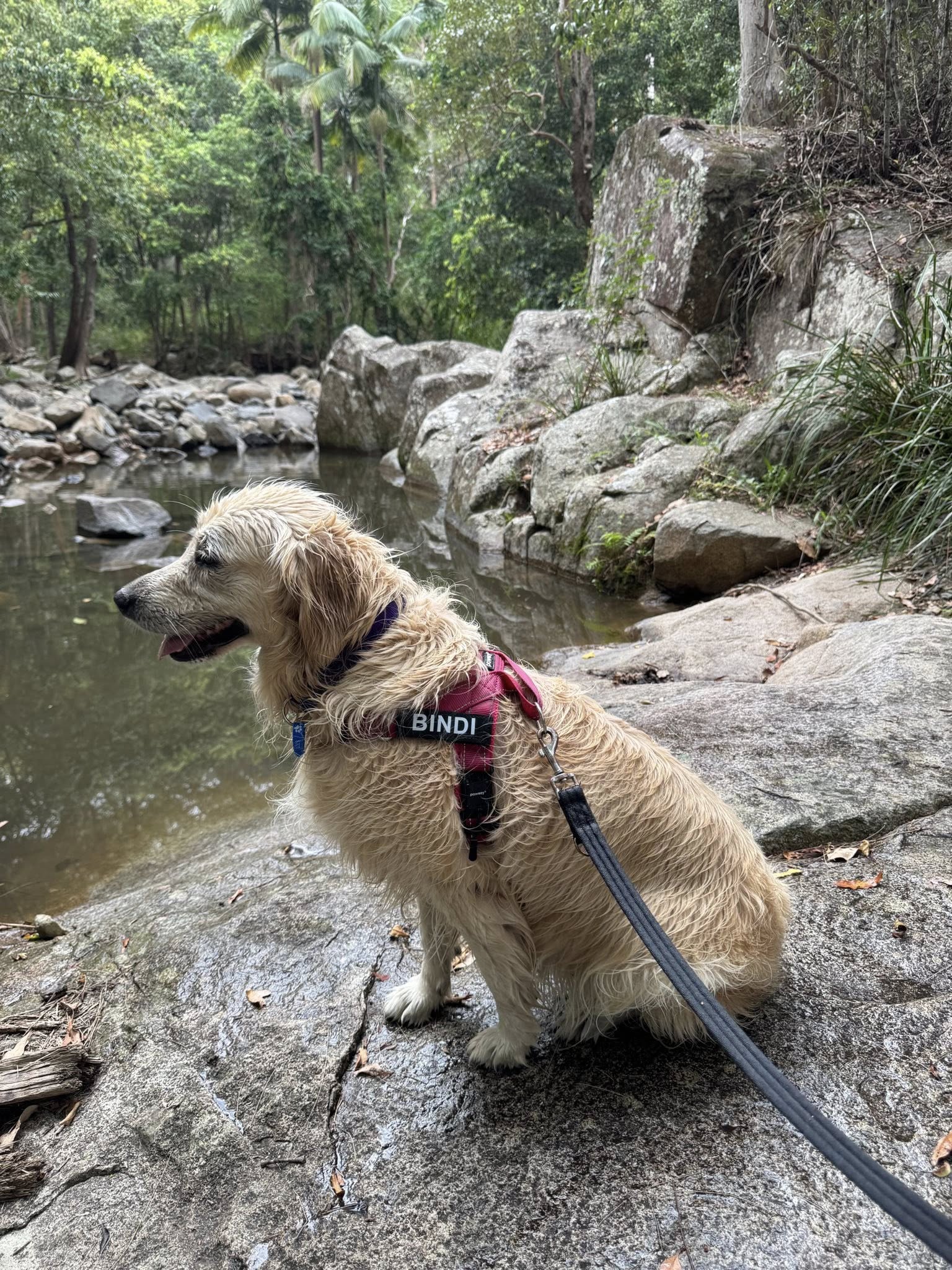 Bindi – Lucky Paws Dog Rescue Inc