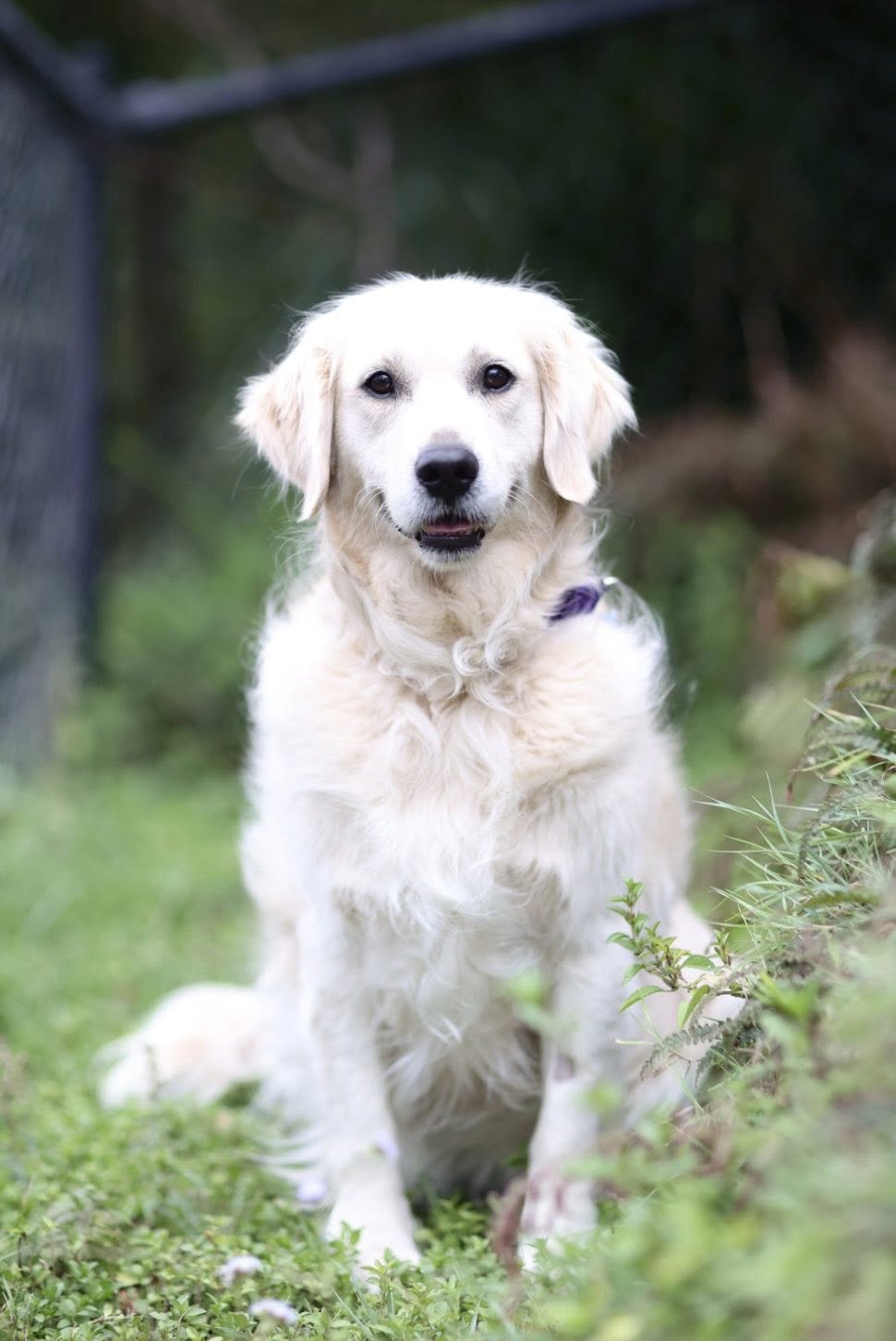 Bindi – Lucky Paws Dog Rescue Inc