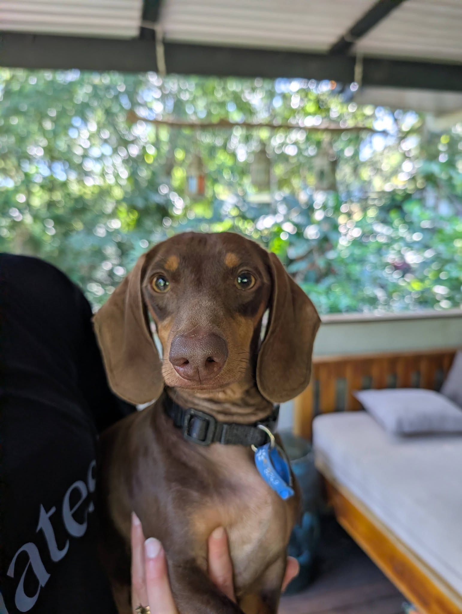 Chester – Lucky Paws Dog Rescue Inc