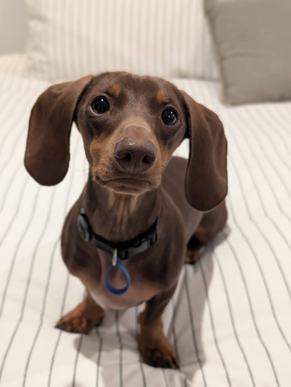 Chester – Lucky Paws Dog Rescue Inc