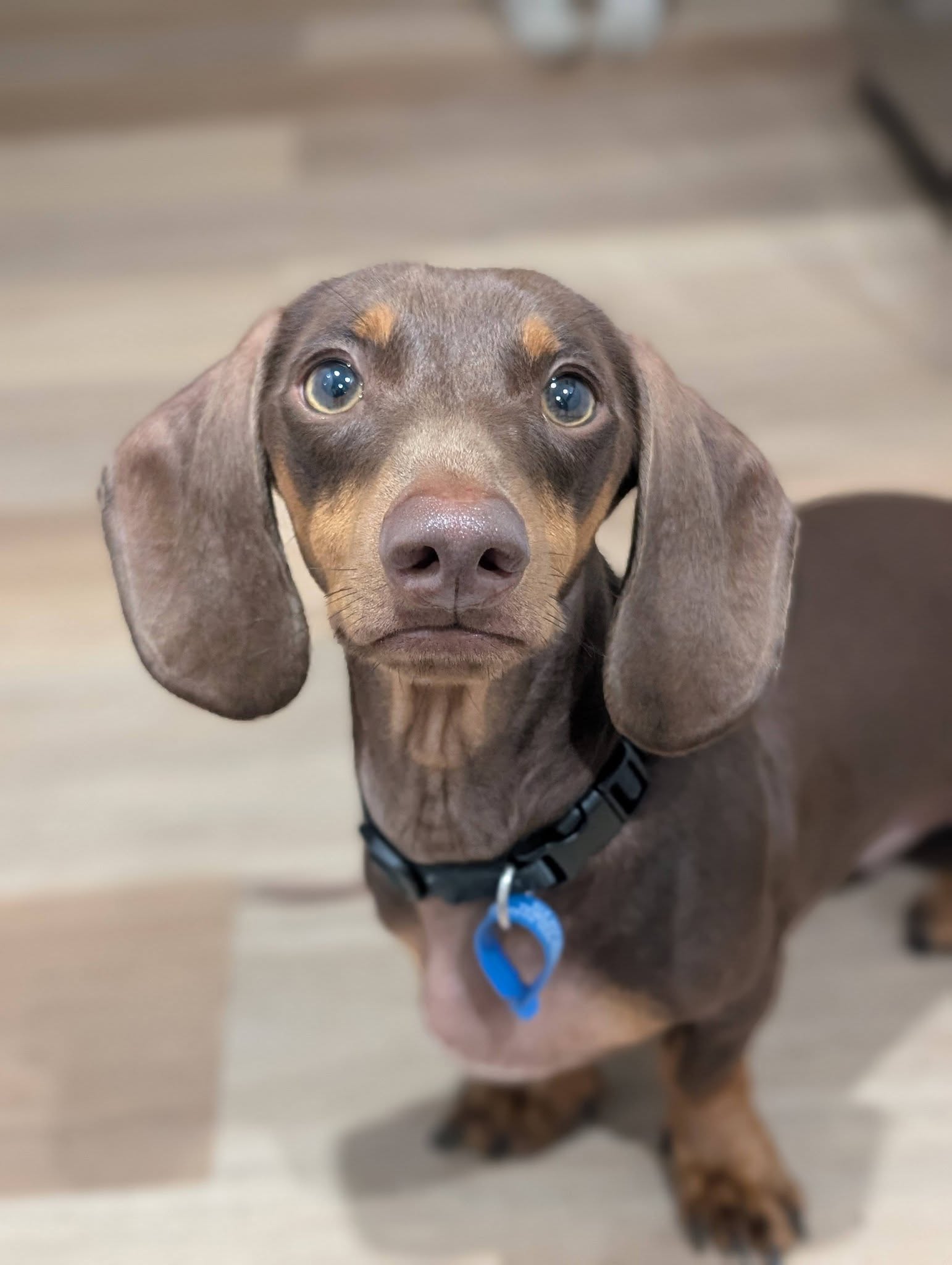 Chester – Lucky Paws Dog Rescue Inc