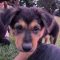 Baloo