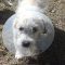 Trudy