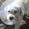 Trudy