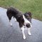 Murphy