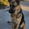 Shilo