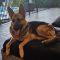Shilo