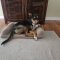 Rollo