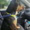 Rollo