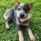 Bluey