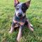 Bluey