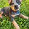 Bluey