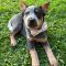 Bluey