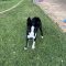 Jacko