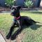Harlow