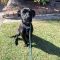 Harlow