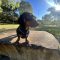 Albie