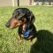 Albie
