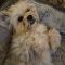 Nellie