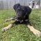 Ares