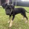 Ares