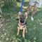 Sheba