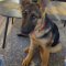 Sheba