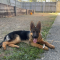 Sheba
