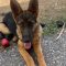 Sheba
